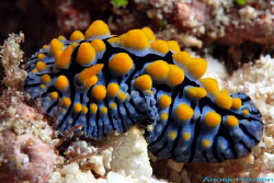 Nudibranch, Phyllidia varicosa. Picture taken off Negombo... by Anouk Houben 